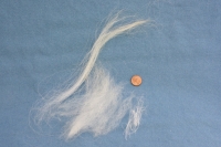 Waldschaf-Wolle, separiert/fibres separated